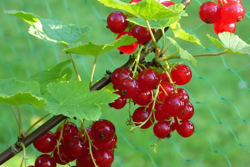 Red Currants