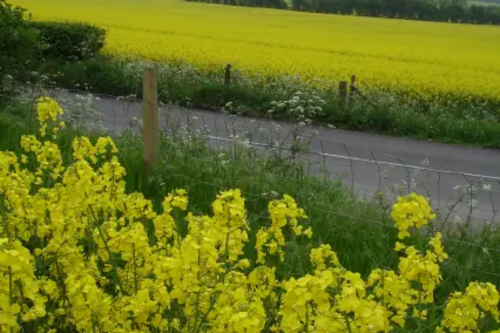 Yellow Spring