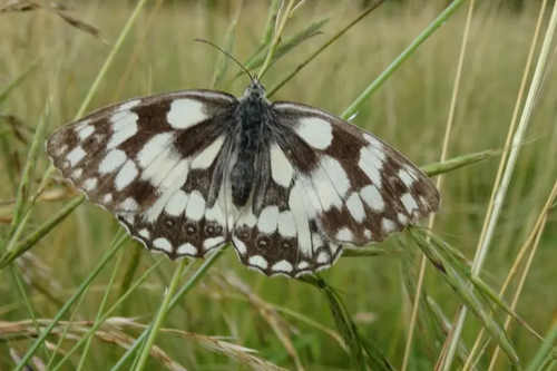 Marbled White