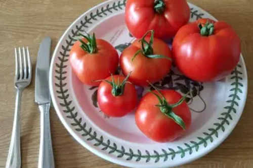 First Tomatoes 2020