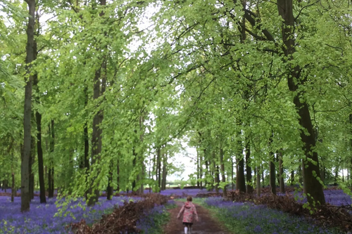 Beechwoods at Ashridge