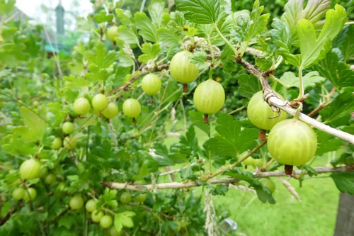 Gooseberries